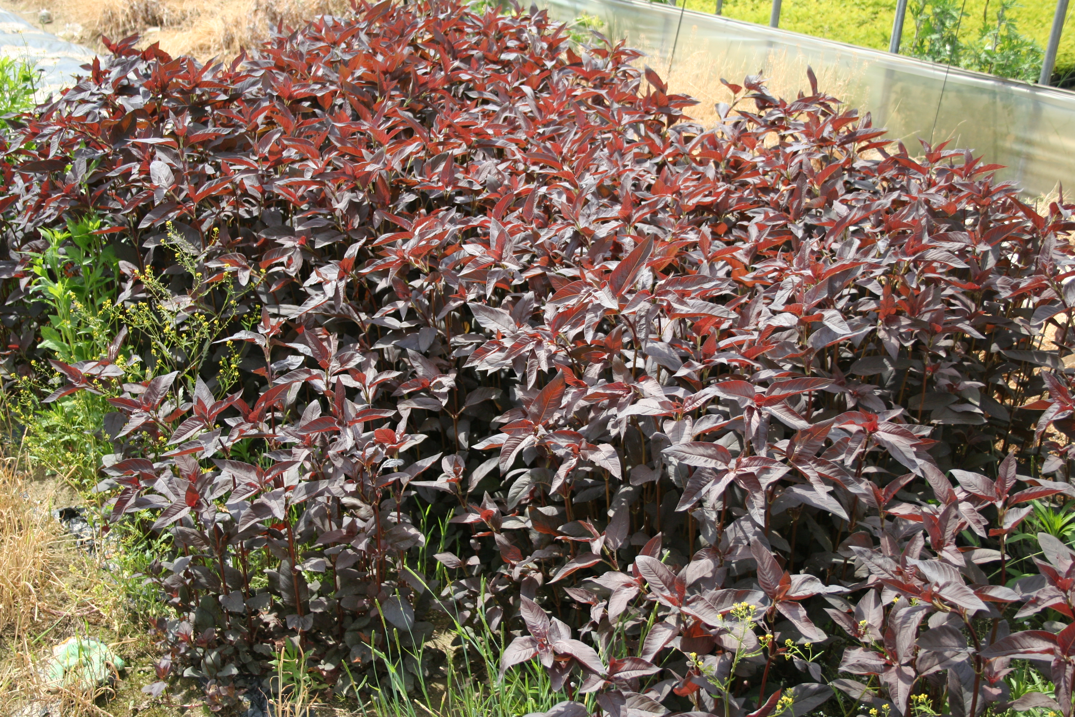 Lysimachia ciliata 'Firecracker'